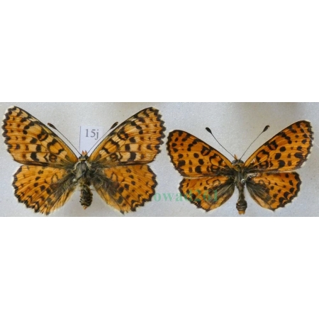 Melitaea didyma (Esper, 1778) pair Przeplatka didyma Czech15j